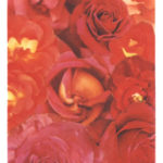 52　The Rose Garden