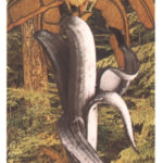 55　Totally Bananas