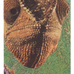 58　Chameleon