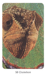 58　Chameleon